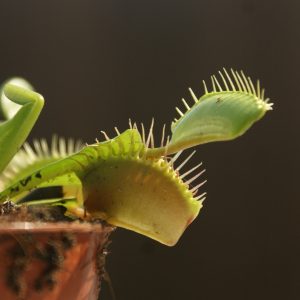 fleischfressende Pflanzen im Gemüsebeet