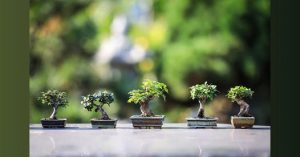 Wundverschluss am Bonsai