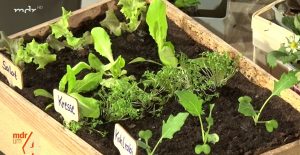 Pflanzenzucht auf der Fensterbank