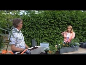 MDR um 4: Biodünger für Balkon und Terasse