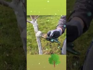 Hitzeschäden junger Bäume durch Temperaturunterschiede