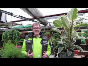 Zimmerpflanzen Düngen und Gießen