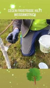 Hitzeschäden von jungen Bäumen