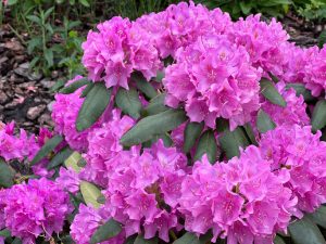 Rhododendron natürlich pflegen und Zikaden vertreiben