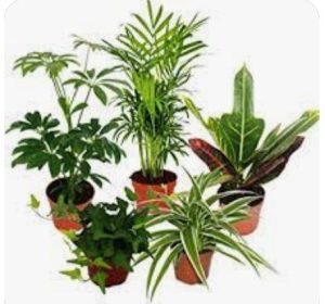 Pflanzen für das Schlafzimmer