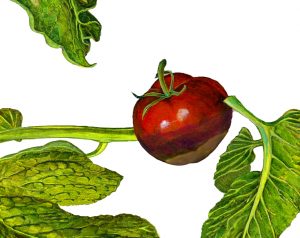 Blütenendfäule bei Tomaten