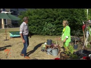 Spinnmilben auf Rosen natürlich vertreiben