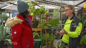 Gießhinweise für Zimmerpflanzen vom Profi