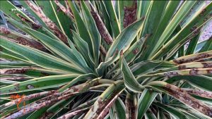 Bio-Pflanzenschutz gegen Pilzerkrankungen selbstgemacht