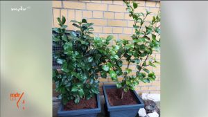 Natürlicher Dünger für Kamelien