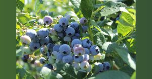 Heidelbeeren mögen es sauer