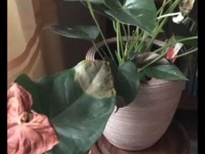 Blattflecken an Flamingoblume