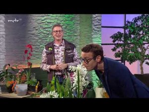 Tipps zur Orchideenpflege