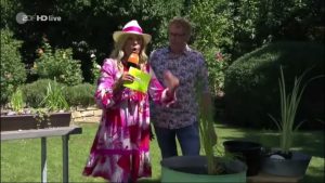 Wasserpflanzen für Garten und Balkon