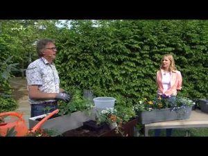 Hilfe für Geranien vom Pflanzenarzt