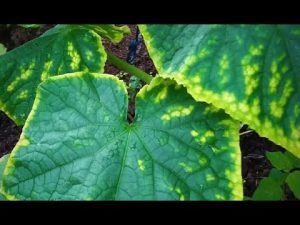 Mehltau und Spinnmilben an Gurken bekämpfen