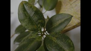 Gummibaum mit Thripse-Befall