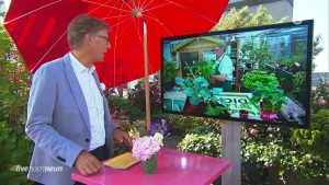 Ernte auf dem Balkon. Tipps vom Profi