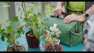 Schimmel auf Topfpflanzen ganz einfach loswerden