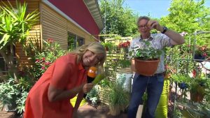 Hängepflanzen sind im Trend. Hier die wichtigsten Infos.