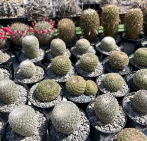 SOMMERZEIT ist Gießzeit