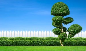 Buchsbäume schneiden