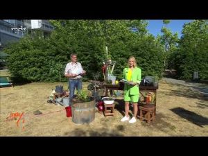 Spinnmilben an Gurken