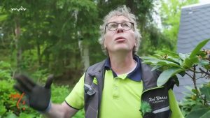 Blattflecken bei Rhododendron