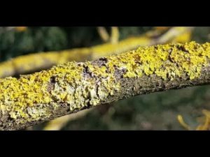 Flechte am Wallnussbaum