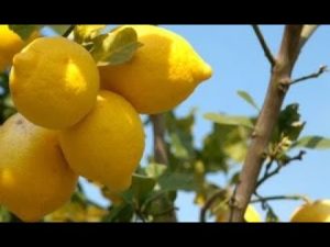 Zitronenbäume richtig düngen