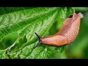 Wurmfarn gegen Schnecken
