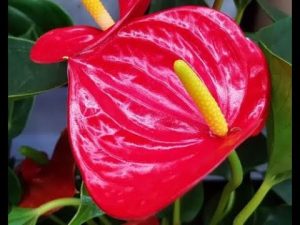 Gelbe Punkte auf der Anthurie