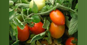 Blütenendfäule an Tomaten