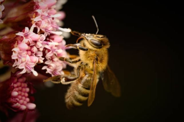 Bienen im Ökosystem