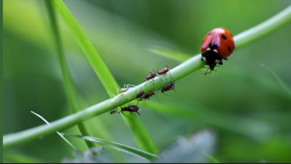 Biologische Kontrolle von Blattläusen