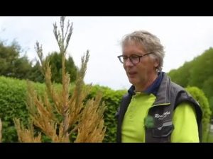 Immergrüner Baum ist vertrocknet