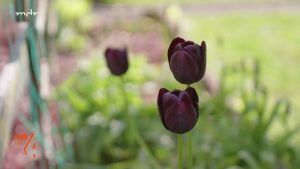 Pilzbefall bei Tulpen im Garten