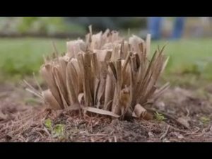 Pampasgras schützen