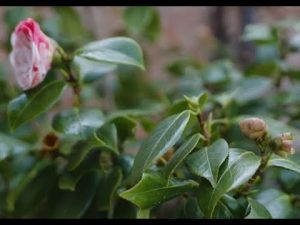 Kamelie wirft Blüten ab