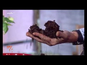 MDR um vier: Erde – natürliche Basis für Pflanzen