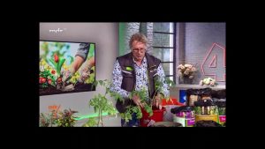 MDR um vier: Tomaten natürlich pflegen – umtopfen
