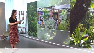 Zimmerpflanzen natürlich pflegen