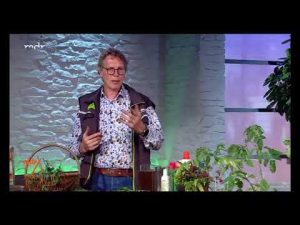 MDR um vier: Kartoffelkäfer natürlich vertreiben