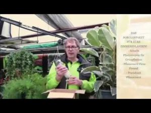 Zimmerpflanzen natürlich pflegen: Bio-Blattspray