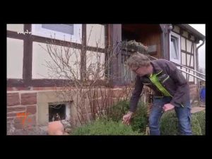 “MDR um 4”: Rosen richtig schneiden und natürlich düngen