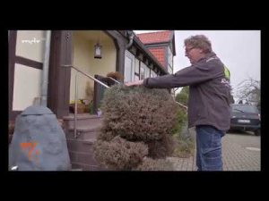 Frostschäden an Pflanzen