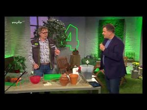 “MDR um 4”: Buchsbaumzünsler natürlich vertreiben