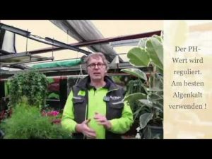 Natürliche Rasenpflege im Winter mit Algenkalk