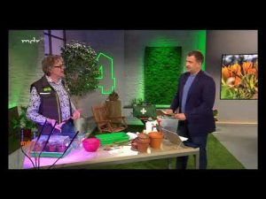“MDR um 4”: Pflanzenlicht – worauf sollte man achten?