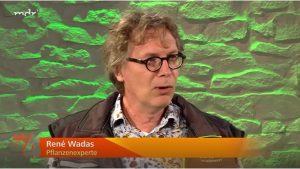 Frostschäden an Pflanzen verhindern